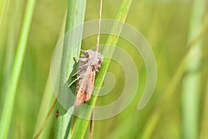 A striped armyworm sits on the grass.