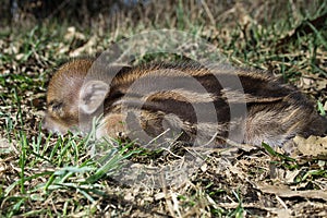 Striped baby boar is sleeping in the grass.