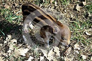 Striped baby boar is sleeping in the grass.