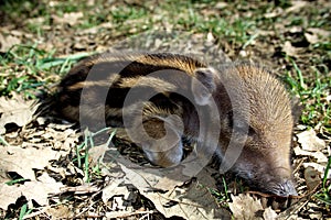 Striped baby boar is sleeping in the grass.