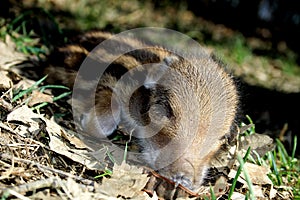 Striped baby boar is sleeping in the grass.