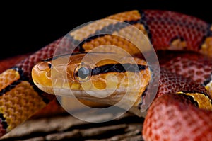 Striped bamboo rat snake