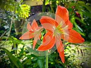 Striped Barbados Lily In Hawaii Jungle