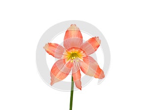Striped Barbados lily (Hippeastrum striatum) flower isolated on white background, selective focus