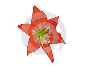 Striped Barbados lily isolated on white. Hippeastrum striatum