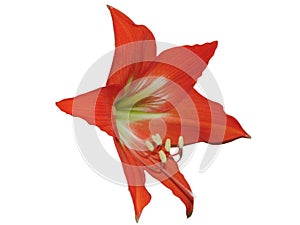 Striped Barbados lily isolated on white. Hippeastrum striatum