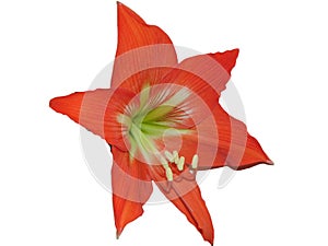 Striped Barbados lily isolated on white. Hippeastrum striatum