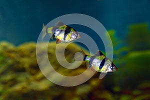 Striped Barbus fish in the aquarium