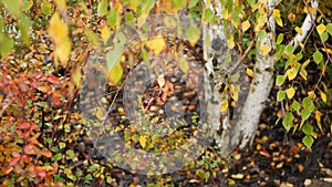 Striped bark of autumn birch tree, yellow orange leaves in golden fall forest.