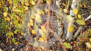 Striped bark of autumn birch tree, yellow orange leaves in golden fall forest.