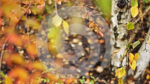 Striped bark of autumn birch tree, yellow orange leaves in golden fall forest.