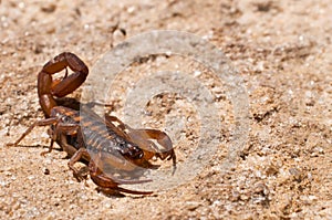 Pruhovaný kôra škorpión 