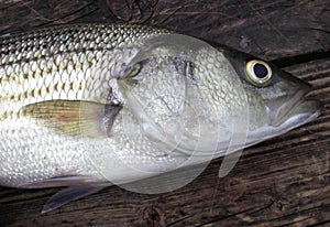 Striped Bass photo