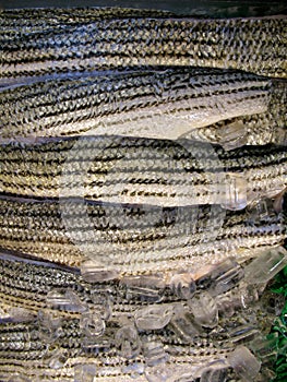 Striped Bass Fillets