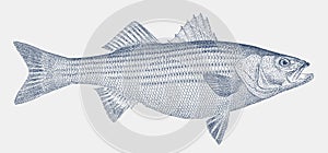 Striped bass morone saxatilis, marine fish from the atlantic coast of north america photo