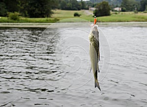 Striped bass fish caught on the line