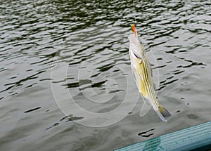 Striped bass fish caught on the line