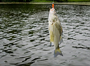 Striped bass fish caught on the line photo