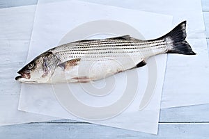 Striped Bass photo