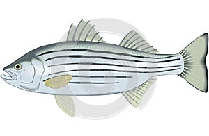 Striped Bass Illustration