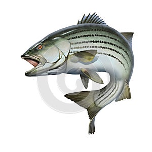 Striped bass jumping out of the water illustration isolate realism.