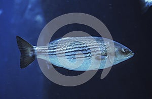 Striped Bass, morone saxatilis photo