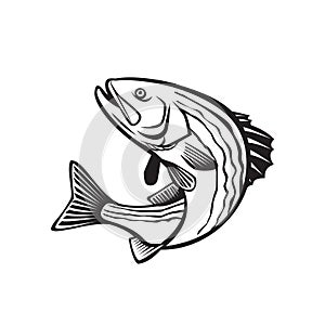 Striped Bass Morone Saxatilis, Atlantic Striped Bass Striper Linesider or Rockfish Jumping Up Retro Black and White