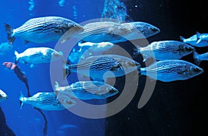 Striped Bass, morone saxatilis, Shoal of fishes photo