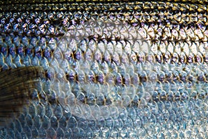 Striped bass pattern photo
