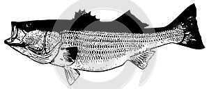 Striped bass striper fish fishing on white background