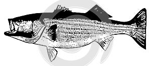 Striped bass striper fish fishing on white background