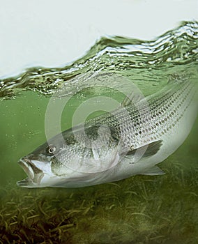 Striped bass striper saltwater fish