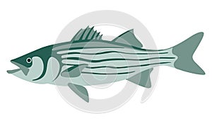 Striped bass, vector illustration ,flat style