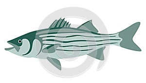 Striped bass, vector illustration ,flat style photo
