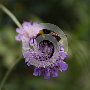 The bee sat on the flower in search of nectar