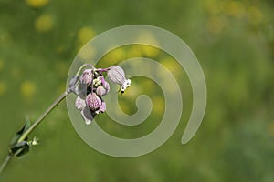 Striped bell flower on green background with yellow spots