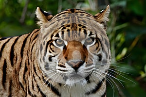 Striped big cats fierce stare exudes aggression and power