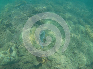 Striped black and white fish swimming over coral reef