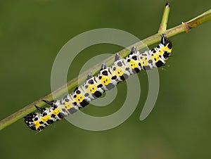 Striped black-yellow caterpillar