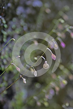 Striped Bladderwort photo