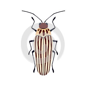 Striped blister beetle. Insect species icon. Elongated long bug with lines pattern, top above view. Summer fauna. Flat photo