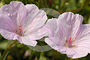 Striped Bloody Cranesbill