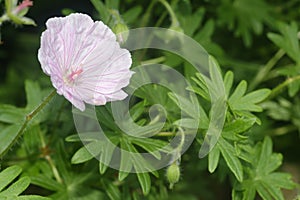 Striped Bloody Cranesbill