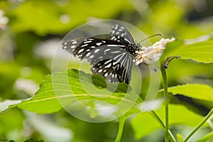 Striped Blue Crow Butterfly Feeding on Lantana