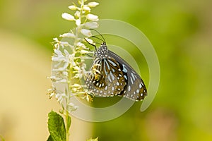 Striped Blue Crow Butterfly on Flower