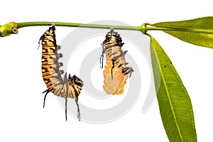 Striped Blue Crow Euploea mulciber pupation