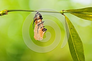 Striped Blue Crow Euploea mulciber pupation