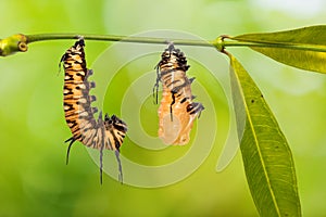 Striped Blue Crow Euploea mulciber pupation