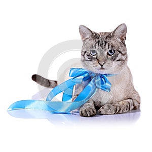 Striped blue-eyed cat with a blue bow.