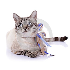 Striped blue-eyed cat with a tapes.